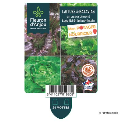 Laitues & Batavias en Assortiment - 8 Appia, 8 Eole & 4 Kamikaze, 4 Grenadine