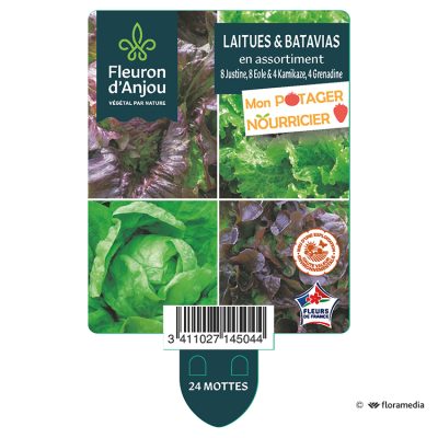 Laitues & Batavias en Assortiment - 8 Justine, 8 Eole & 4 Kamikaze, 4 Grenadine