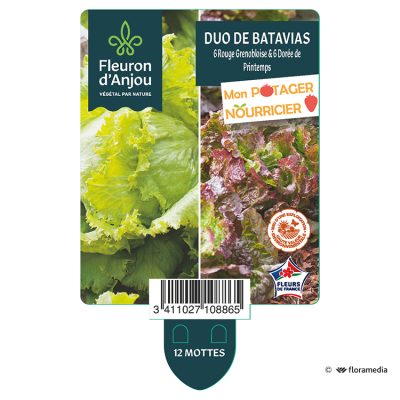 duo de Batavias - 6 Rouge Grenobloise & 6 Dorée de Printemps