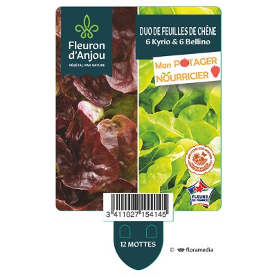 duo de Feuilles de Chêne - 6 Kyrio & 6 Bellino