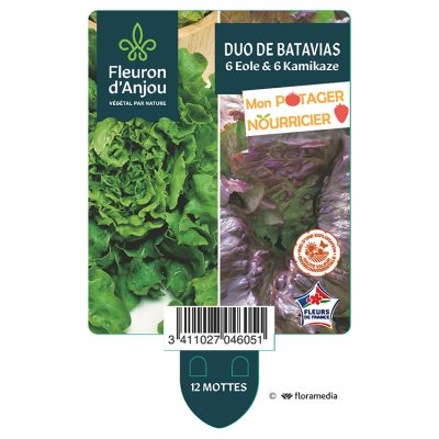 duo de Batavias - 6 Eole & 6 Kamikaze