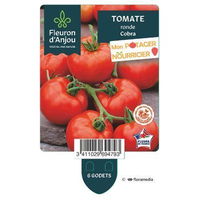 Tomate Ronde Cobra