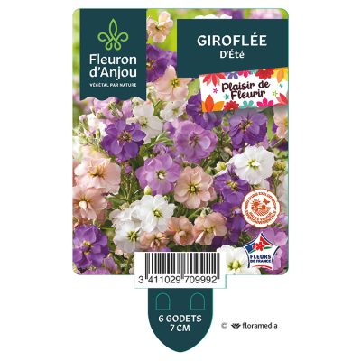 Giroflée d'été