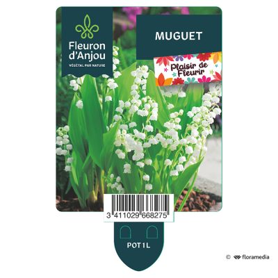 Muguet