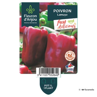 Poivron Lamuyo