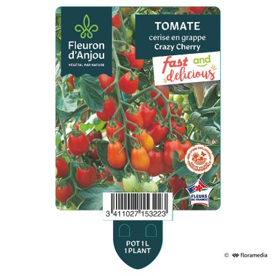 Tomate Cerise Crazy Cherry