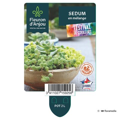 Festival Sedum