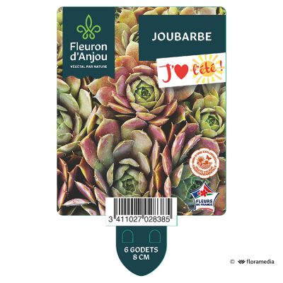 Joubarbe
