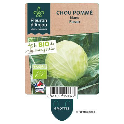 Chou Pomme Blanc Farao