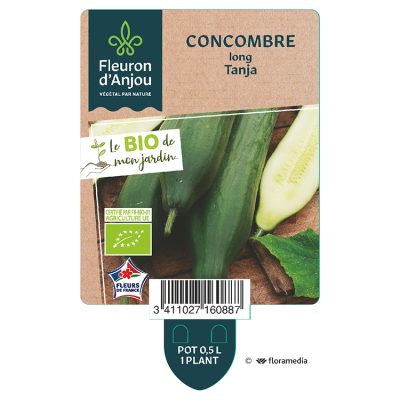 Concombre Long Tanja