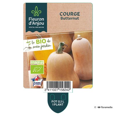 Courge Butternut