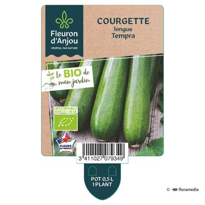 Courgette Longue Tempra