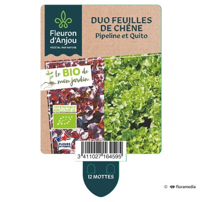 duo de Feuilles de Chene Pipeline et Quito
