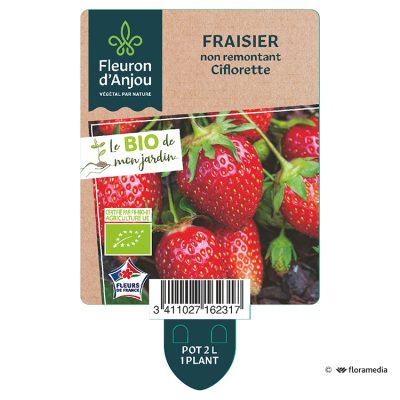 Fraisier non remontant Ciflorette