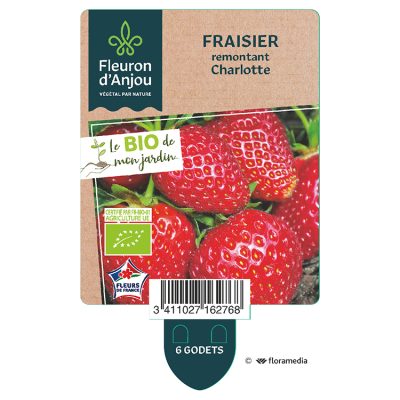 Fraisier remontant Charlotte