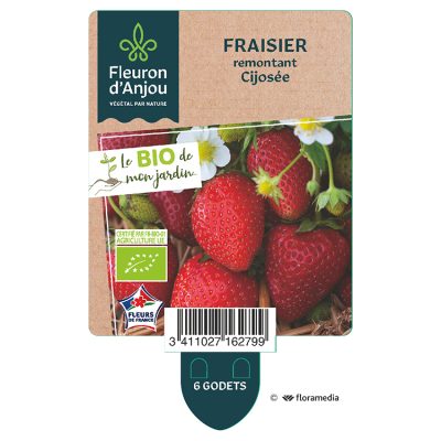 Fraisier remontant Cijosee