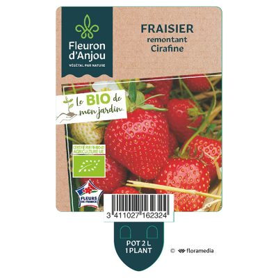 Fraisier remontant Cirafine