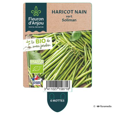 Haricot Nain Vert Soliman