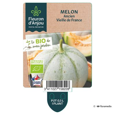 Melon Ancien Vieille de France