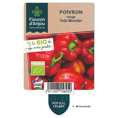 Poivron Rouge Yolo Wonder