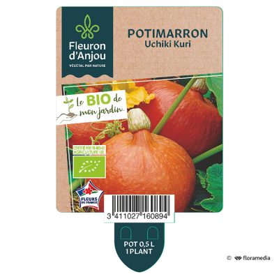 Potimarron Uchiki Kuri