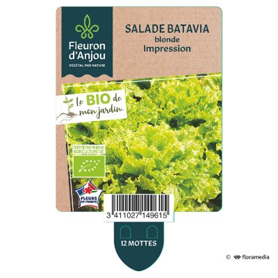 Salade Batavia Blonde Impression