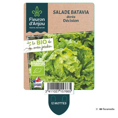 Salade Batavia Dorée decision