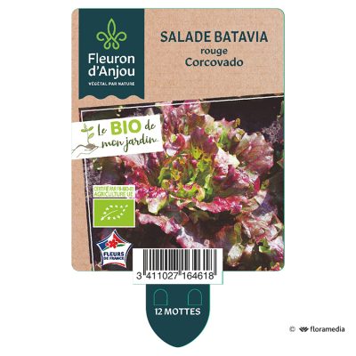 Salade Batavia Rouge Corcovado