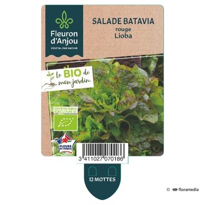 Salade Batavia Rouge Lioba