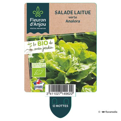 Salade Laitue Verte Analora