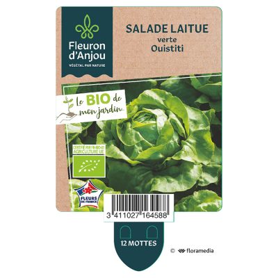 Salade Laitue Verte Ouistiti