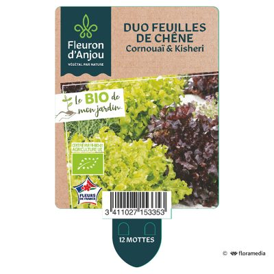 Salade Mixte Feuilles de Chene Cornouaï et Kisheri