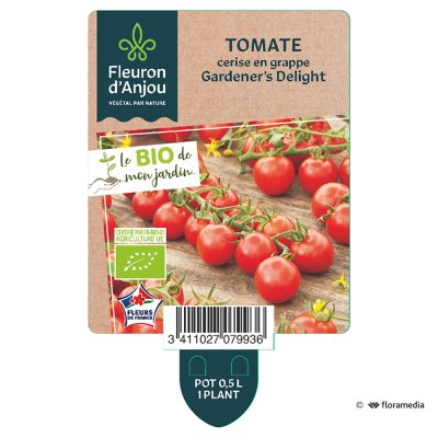 Tomate Cerise en Grappe Gardener's delight