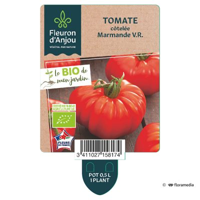 Tomate Côtelée Marmande V.R.