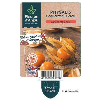 Coqueret du Perou - Physalis