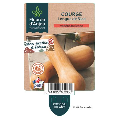 Courge Longue de Nice