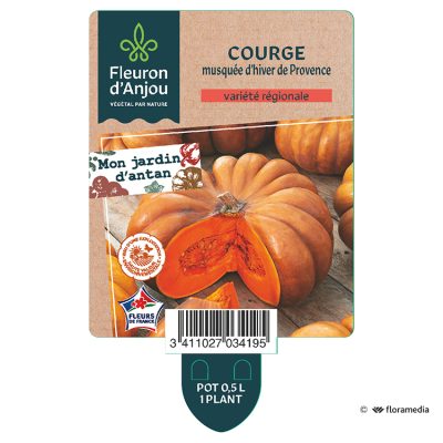 Courge Musquée d'Hiver de Provence
