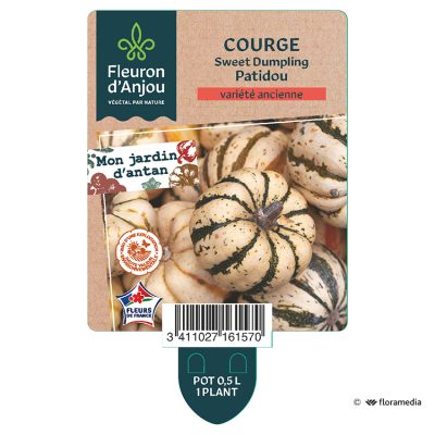 Courge Sweet dumpling Patidou