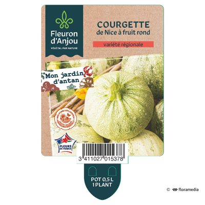 Courgette de Nice a Fruit Rond