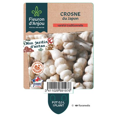 Crosne du Japon