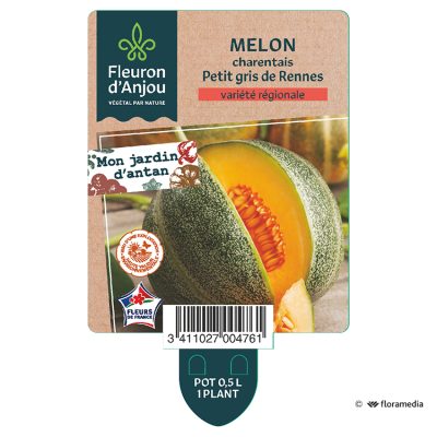 Melon Charentais Petit Gris de Rennes