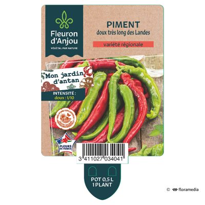 Piment Doux Très Long des Landes