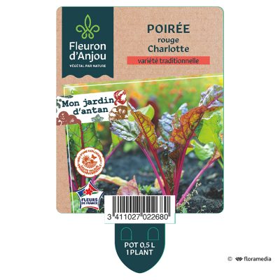 Poirée Rouge Charlotte