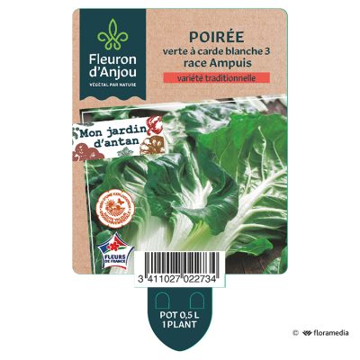 Poirée Verte a Carde Blanche 3 Race Ampuis