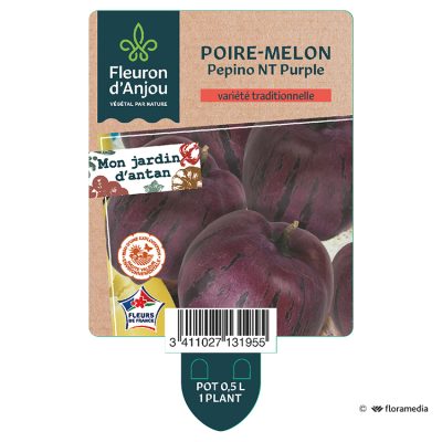 Poire-Melon Pepino Nt Purple
