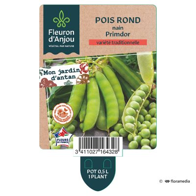 Pois Rond Nain Primdor