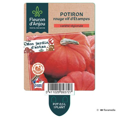 Potiron Rouge Vif d'etampes