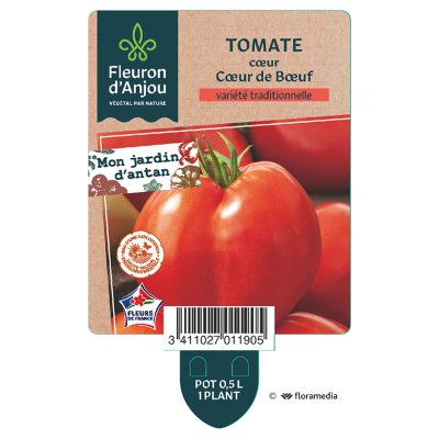 Tomate Cœur Cœur de Bœuf