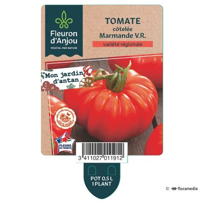 Tomate Côtelée Marmande V.R.