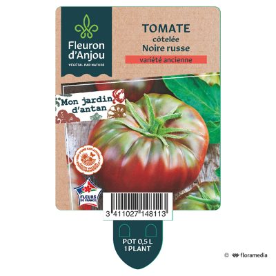 Tomate Côtelée Noire Russe